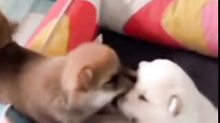 Puppies fun