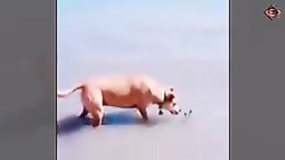 Funniest animals