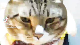 Cat with their fashion outfit!