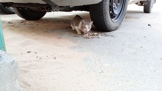 Hungry stray cat eating food under the car