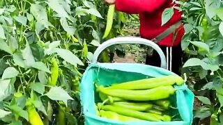 Green chilli