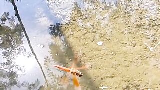 Veral video ,dhai mahul vlage life