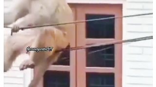 Comedy video