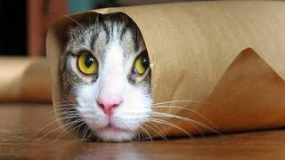 Baby Cats - Cute and Funny Cat Videos Compilation ????