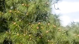 natural plants