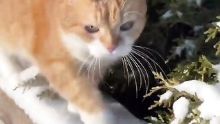 Meet the new Mr.fast and furriest