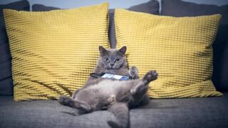 Funniest Cats and Dogs ???????? | Funny Animal Videos