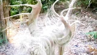 Unknown creatures, sharing peopleنامعلوم مخلوق، مضبوط تجسس کے ساتھ