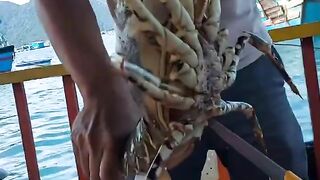 Prawns fish water