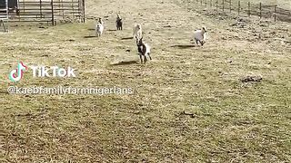 Goats