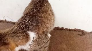 I love my adorable pet cat so much because she is really cute and funny