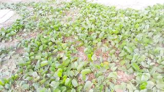 Amazing green planting for house decoration