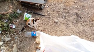 Funny stray cat