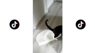 Compilations chats drôles #2