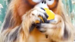 Cute Animal