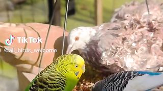 Pigeons