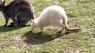 The White Kangaroo
