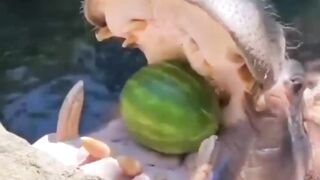 Fuuny way to eat Water Melon