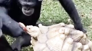 Hungry turte trying to eat