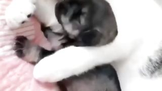 Hye puppy its wrong Mom