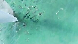 Fish on beach