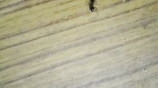Small Videos