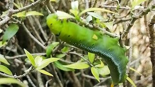 Catapilar