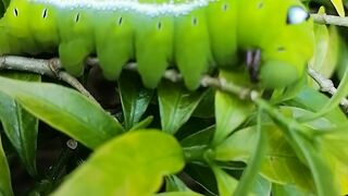 Catapilar