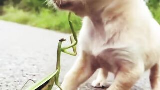 Little& cute dog with cute movements