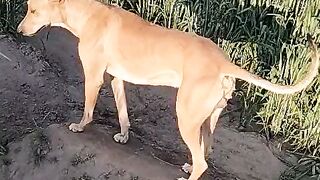 Orange colour dog