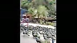 Beautiful peacocks