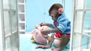 Baby Monkey Bon Bon swims with duck shaped swim float with puppy in the pool