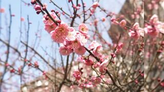 beautiful video of flowers