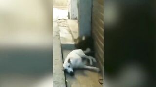Funniest Dogs And Cats Videos ???? - Best Funny Animal Videos 2023 ????