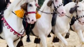 Horse,s.