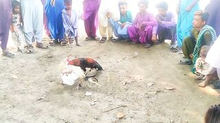 Aseel morgoo ki fight @@@@@@@@@@@@