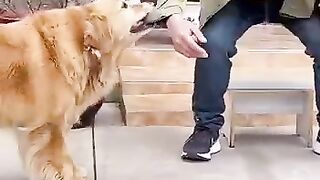 الحيوانات الأليفة الكلب نهود صغيرة السمراوات