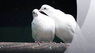 Old song