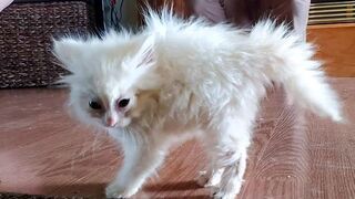 Try Not To Laugh With These Funny Pets