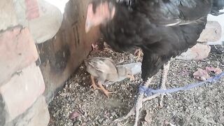 My black chicks and han plz like