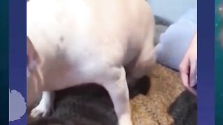 Naughty dog Naughty Animals Playing | Dogs and Cats Videos | Funny Videos Of 2023
