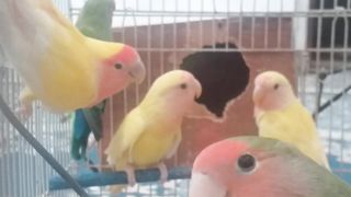beautiful parrot
