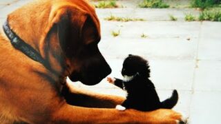 Смешные животные собаки и коты 2023