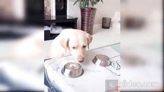 when you cheat on your dog