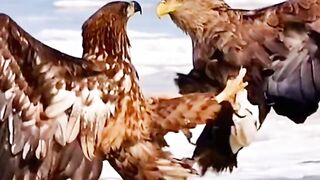 Eagle||Fight #shorts