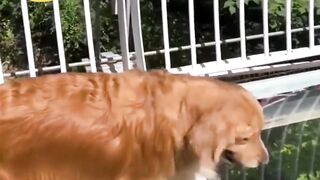 Veryfunny video