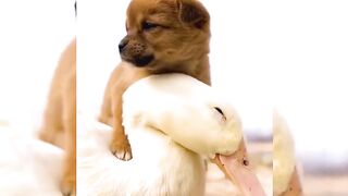 Veryfunny video