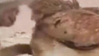 Monkey going to marry Chicken
