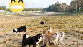 Veryfunny video