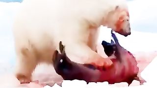 Bear ????